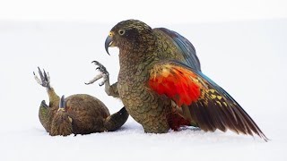 Playtime for Young Kea Birds  Frozen Planet II  BBC Earth [upl. by Yonina]