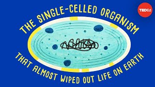 How a singlecelled organism almost wiped out life on Earth  Anusuya Willis [upl. by Halivah]