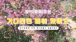 🌸 quot향미정원quot에 기다리던 봄이 왔어요 꽃구경 하러 Go Go 🏃‍♀️‍➡️🏃‍♂️‍➡️ [upl. by Enirehtak641]