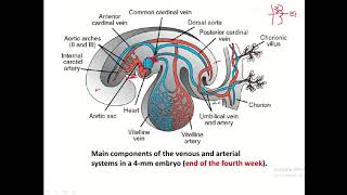 Development of arteries and veins in fetus [upl. by Moore]