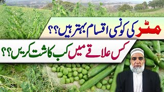 Which varieties of Peas and when should be cultivated in Different Regions  Crop Reformer [upl. by Yellas]