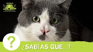 La ataxia en gatos ¿tiene cura  🤔 ¿Sabías que GATOS 🐱 APAMaG [upl. by Yenmor]