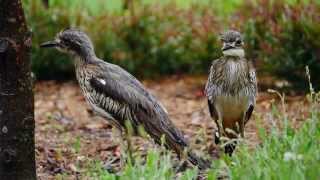 Bush Stonecurlews or Bush Thickknees Burhinus grallarius formerly Burhinus magnirostris [upl. by Mart914]