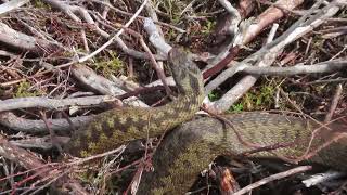 Adder Vipera berus [upl. by Assenahs137]