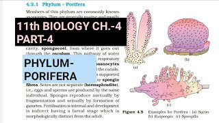 Class 11 BiologyCh4 Part4Classification of animalsStudy with Farru [upl. by Yovonnda]