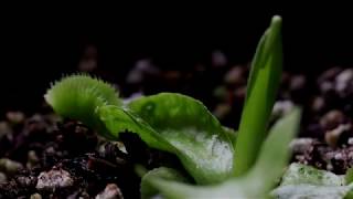 Fly Traps Waking Up From Dormancy  Dracula Venus Fly Trap  Sarracenia [upl. by Manya]