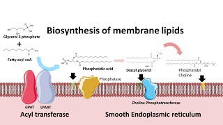 Biosynthesis of membrane phospholipids [upl. by Ystap]