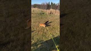 A basset and her corgi buddy bassethound corgi puppy cute fun alaska anchorage fall [upl. by Einalam]