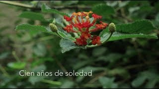 Cien años de soledad [upl. by Nnyl]