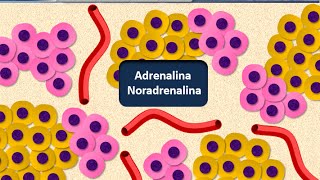 Istologia 14  Endocrino  Reni e surreni [upl. by Aisiat]