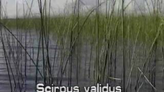 softstem bulrush Scirpus tabernaemontani syn Scirpus validus [upl. by Nwahsan]