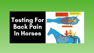 Horse Back Pain Testing for back pain in horses 2020 [upl. by Nalda]