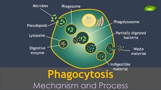 Phagocytosis Animation  Notes  Immunology  Basic Science Series Hindi [upl. by Alakim]