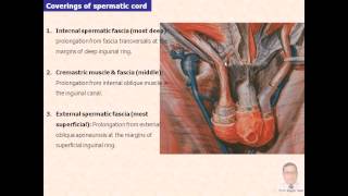 Magdy SaidAnatomy SeriesAbdomen8spermatic cordv1 [upl. by Horst949]