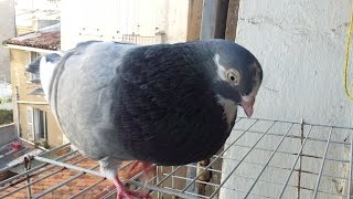 Pigeon singing 2 [upl. by Etteyafal]