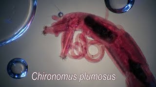 CHIRONOMUS PLUMOSUS larvae [upl. by Kimura492]