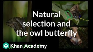 Natural Selection and the Owl Butterfly [upl. by Nosliw]