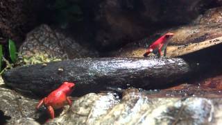 Oophaga pumilio Salt Creek [upl. by Minny]