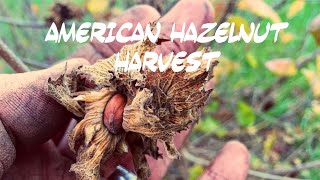 American Hazelnut Harvest Episode 15 Consumable Corylus [upl. by Artemla]