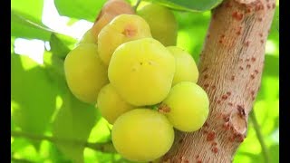 Tropical Fruits Gooseberry  Grosella  Phyllanthus acidus  Starberry  Chalmeri  Nellikai  Usiri [upl. by Novit]