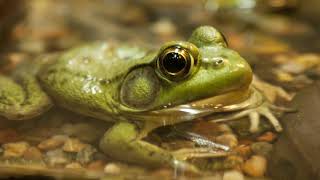 Frog Ringtone  Free Ringtones Download [upl. by Anaejer204]