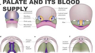 Development of Palate and Its Blood Supply I Oral Pathology I Dental Guide I Dr Bimal Chand I [upl. by Hashum]