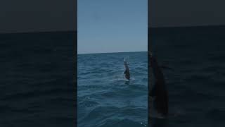 Check out this crazy jumping sailfish sailfish [upl. by Jc394]