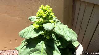 Nicotiana Rustica Time Lapse [upl. by Rina300]