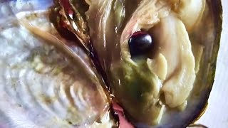 BLACK PEARL FOUND INSIDE OF REAL OYSTER FROM BOTTOM OF THE SEA [upl. by Yanahs]