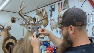 Taxidermy Finishing Deer Heads Part I [upl. by Hunter]