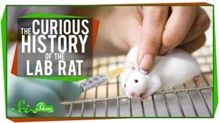 The Curious History of the Lab Rat [upl. by Rossing]