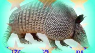 los armadillos de la sierra ♣♣ el corrido del pelon♣♣ [upl. by Yuhas]