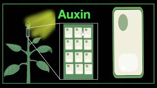 Major plant hormones amp how to remember  Control amp Coordination  Biology  Khan Academy [upl. by Ennirac]