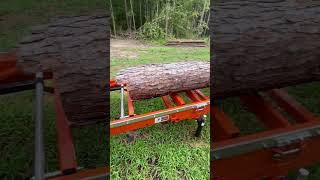 Wood mizer Lt15 wide milling 16ft 8x8 Loblolly Pine part1 [upl. by Thisbe]