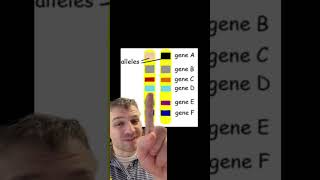 Genes vs Alleles [upl. by Helprin]