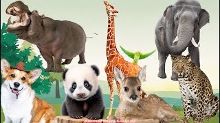 Bustling Animal Sounds Sika Deer Hippo Elephant Puppy Panda Lynx Leopard  Animal Videos [upl. by Secnarfyram]