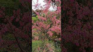 Prunus campanulata tree nzwinter2024 winter winter winterblooms plantas plants blooming [upl. by Naujid]