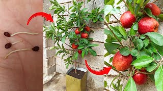 How to grow an apple tree from seed an easy stepbystep process  Germinating apple seeds at home [upl. by Nallaf503]