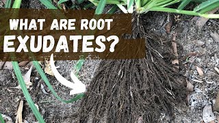 What Are Root Exudates  Regenerative Agriculture [upl. by Vickie953]