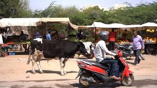 Heilige Kühe Mehr Fluch als Segen in Indien [upl. by Sternberg]