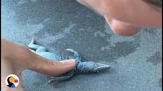 Drowning Lizard Gets CPR From Kind Woman  The Dodo [upl. by Ruth131]