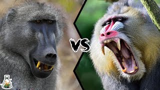 BABOON VS MANDRILL  Which is the strongest monkey [upl. by Halette]