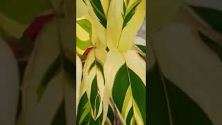 Variegated Arrowroot plant Air purifying plant trending utubeshorts [upl. by Photima]