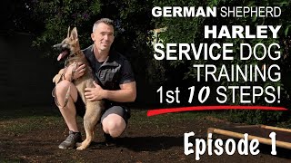 First Ten Steps When Training A Service Dog [upl. by Ijar219]