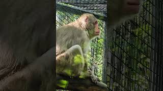 Japanese macaque monkey Chapultepec Zoo Mexico City CDMX animal life wildlife nature explore [upl. by Bennie]