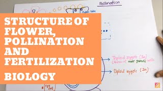 Biology  Structure of Flower Pollination and Fertilization [upl. by Dippold621]