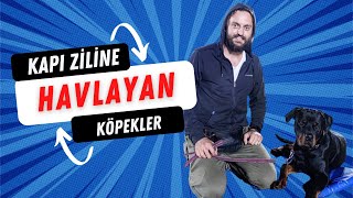 Köpeğinizin Kapı Çaldığında Havlama Problemini Nasıl Çözersiniz Köpek Eğitimi Videoları [upl. by Venn395]