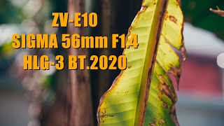 【4K】Cinematic Color Grading Sony HLG3 BT2020 Use Sony ZVE10  Sigma 56mm f14 DC DN [upl. by Anatolio]