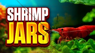 6 Shrimp Jar Aquarium Mistakes I Made With My First Setup Easy To Avoid [upl. by Eciral467]