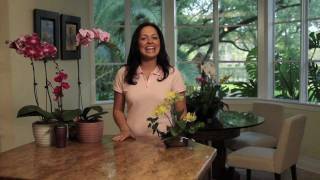 How to Choose and Care for Orchids  Costa Farms [upl. by Ranique]